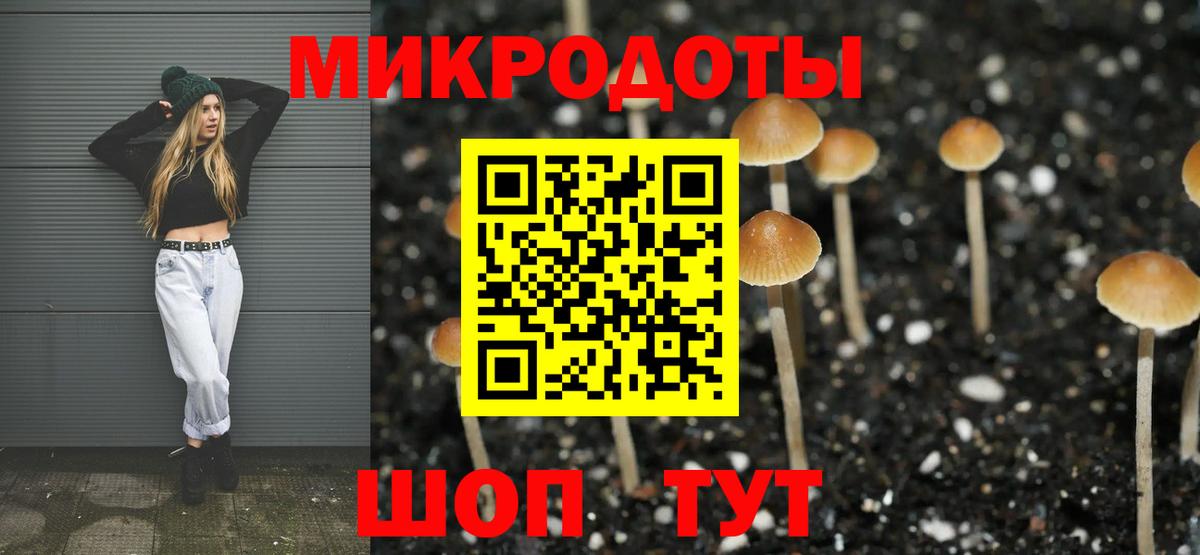 Галлюциногенные грибы Psilocybe Муром
